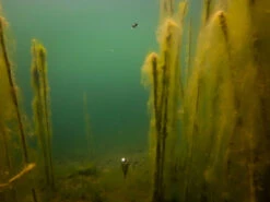 Fox Edges Zig Float Kit 12 Fox Edges Zig Float Kit -Fanggerätelager CAC753 7